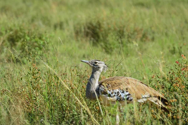 Kori Bustard (Ardeotis Kori) Pilanesberg Ulusal Parkı 'ndaki çalılıklarda