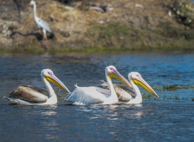 Keoladeo Ulusal Parkı 'ndaki büyük beyaz pelikan ya da pembe pelikanlar