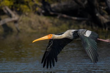 Rajasthan 'daki Bharatpur kuş barınağı olarak da bilinen Keoladeo Ulusal Parkı' ndaki Hint boyalı leylek veya Mycteria Leucocephala
