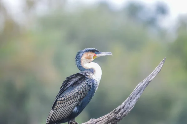 Wunderschöner Weißbrust Kormoran Trocknet Seine Flügel Lake Panik Kruger Afrika — Stockfoto