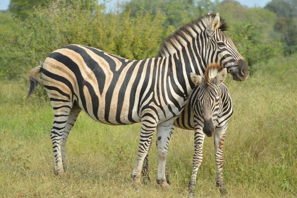 Retrato Zebra Burchell Numa Reserva Caça África Sul — Fotografia de Stock