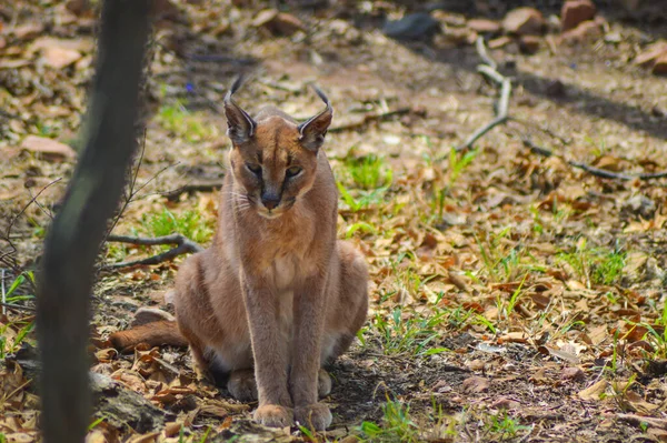 Caracal También Conocido Como Gato Dorado Africano Una Reserva Caza — Foto de Stock