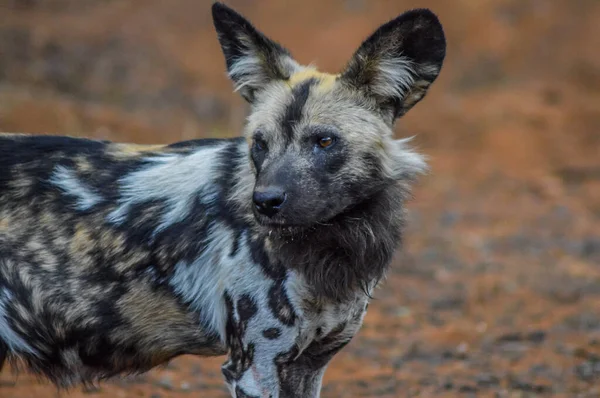 Retrato Perro Pintado Salvaje Africano Lycaon Pictus Tomado Durante Safari — Foto de Stock