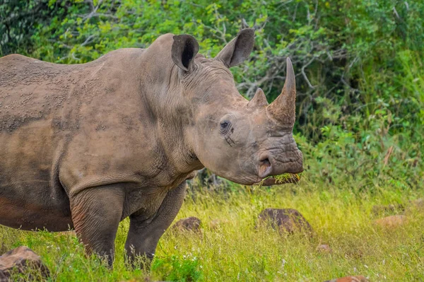 Portrét Afrického Bílého Nosorožce Nebo Nosorožce Nebo Ceratotherium Simum Také — Stock fotografie