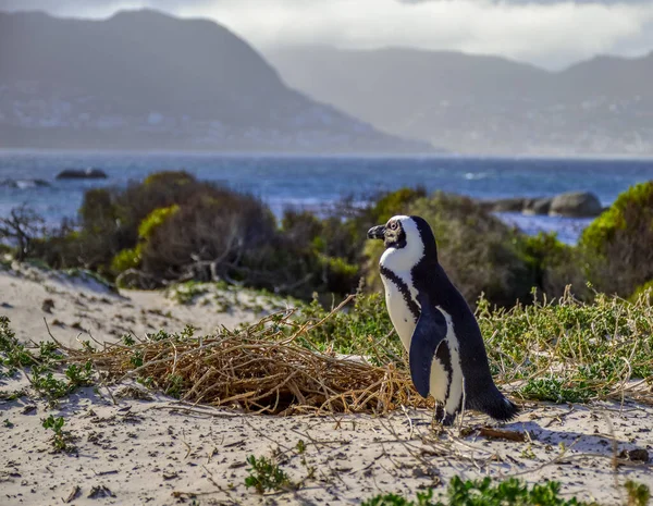 Afrikansk Cape Pingvin Isolerad Vit Sand Stenblock Strand Cape Stad — Stockfoto