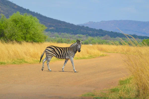 Cape Burchell Zebra Savannah South Africa Game Reserve — Stock Photo, Image