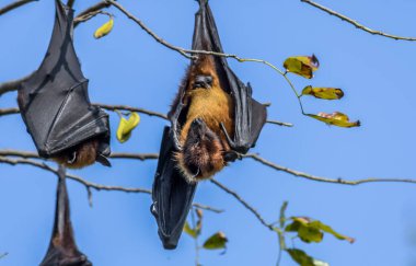 Hintli uçan tilki (Pteropus medius) ayrıca Bharatpur kuş barınağında asılı büyük Hint meyve yarasası olarak da bilinir.