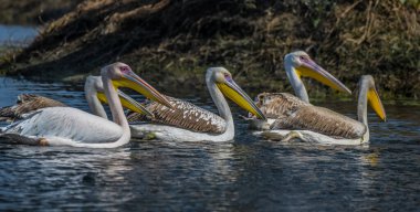 Keoladeo Ulusal Parkı 'ndaki büyük beyaz pelikan ya da pembe pelikanlar