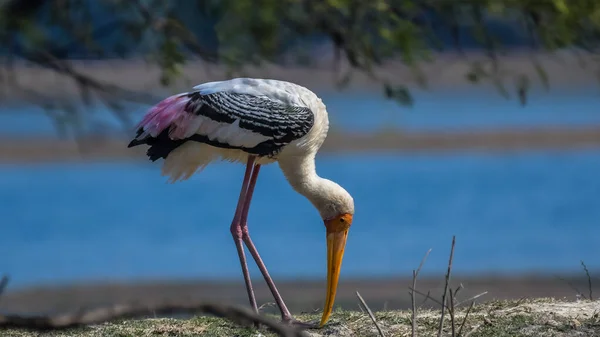 Indian Painted stork or Mycteria Leucocephala in Keoladeo national park also known as Bharatpur bird sanctuary in Rajasthan