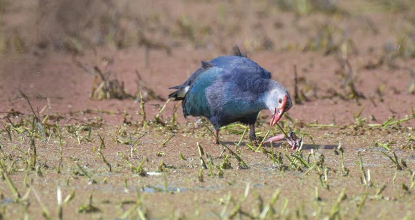 Swamphen Tête Grise Mauve Dans Une Zone Humide Sanctuaire Oiseaux — Photo