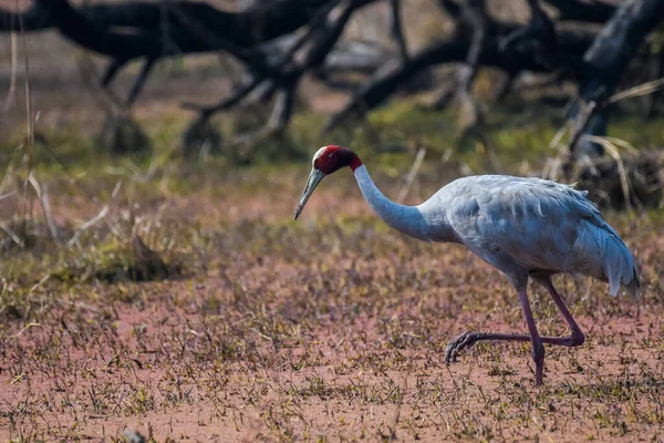 Odizolowany Sarus Crane Grus Antigone Jest Niemigrującym Ptakiem Poławianym Parku — Zdjęcie stockowe