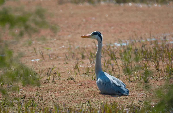 Garça Cinzenta Garça Comum Santuário Aves Bharatpur Rajasthan Índia — Fotografia de Stock