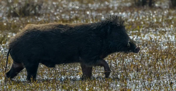 Indian Wild Boar Keoladeo National Park Rajasthan — Stock Photo, Image