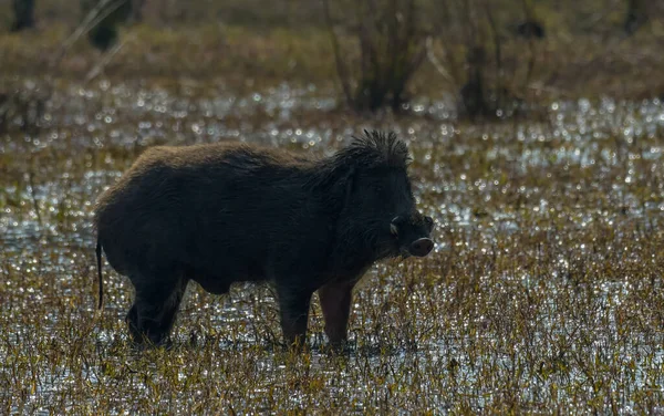 Indian Wild Boar Keoladeo National Park Rajasthan — Stock Photo, Image