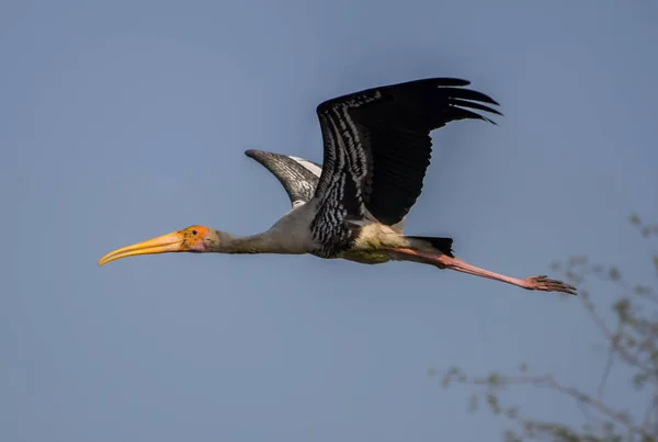 Indiai Festett Gólya Vagy Mycteria Leucocephala Keoladeo Nemzeti Parkban Más — Stock Fotó