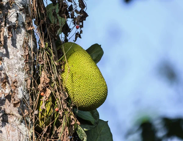 Jaca Orgânica Jaca Fruto Pendurado Árvore Kerala — Fotografia de Stock