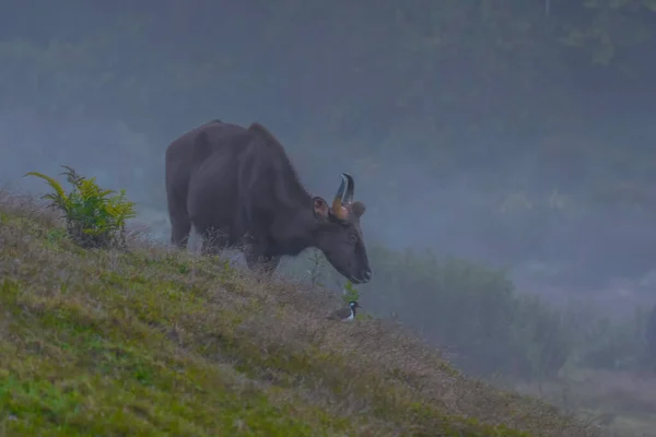 Indian Bison Indian Gaur Forest Kerala India — Stock Photo, Image