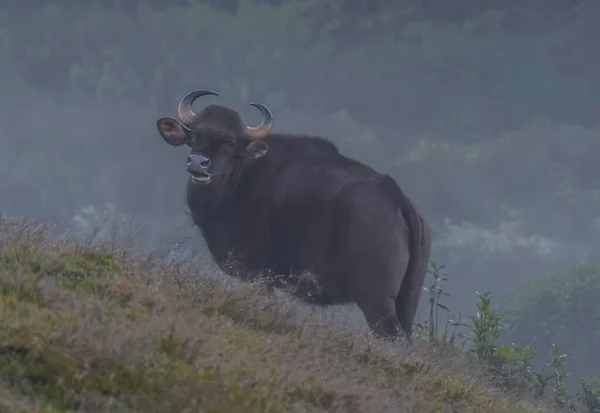 Bison Indien Gaur Indien Dans Une Forêt Kerala Inde — Photo