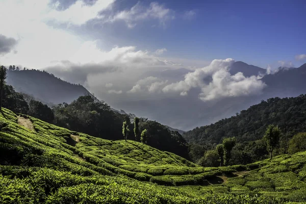 Πλούσιο Τοπίο Φυτεία Πράσινο Τσάι Στην Munnar Kerala Της Ινδίας — Φωτογραφία Αρχείου