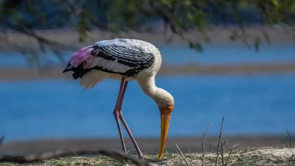 Cigüeña India Pintada Mycteria Leucocephala Parque Nacional Keoladeo También Conocido Imagen De Stock