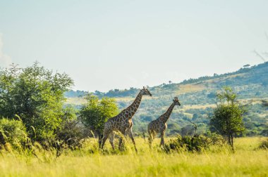 Otantik gerçek Güney Afrika safari deneyimi bir doğa koruma alanında çalılıklarda