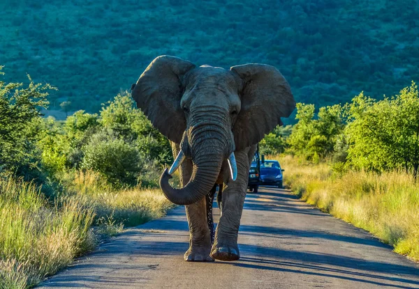 Solitario Elefante Africano Agresivo Loxodonta Africana Bloqueando Camino Una Reserva — Foto de Stock