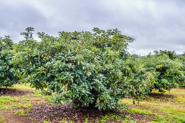 Verde Orgânico Fresco Hass Abacate Uma Árvore Fazenda Mpumalanga África — Fotografia de Stock