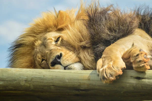 Nahaufnahme Eines Majestätischen Jungen Braunen Löwen Während Einer Südafrikanischen Safari — Stockfoto