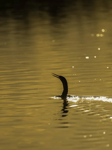 Snakebird Darter Submersos Água África Sul — Fotografia de Stock