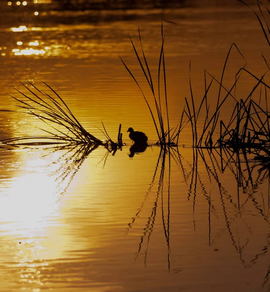 Afrikanische Vogelsilhouette Bei Sonnenuntergang — Stockfoto