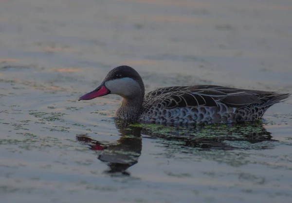 Red Billed Duck Red Billed Teal Swimming Marievale Bird Sanctuary — Stock Photo, Image