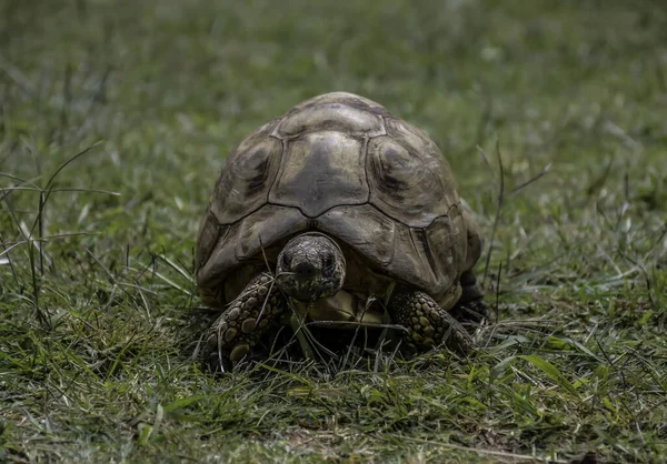 Leopardsköldpadda Med Hårt Skal Afrika — Stockfoto