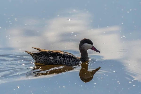 Red billed duck or Red billed teal swimming in Marievale bird sanctuary nigel