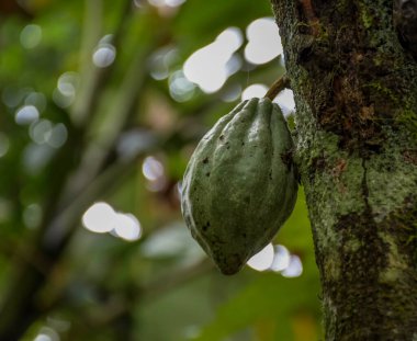 Kerala Hindistan 'daki kakao bitkisinden ya da çikolata bitkisinden sarkan kakao meyvesi