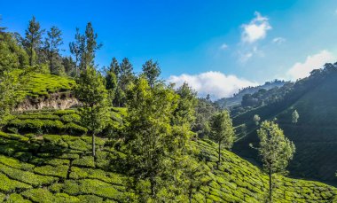 Munnar Kerala Hindistan 'da yemyeşil çay tarlası.