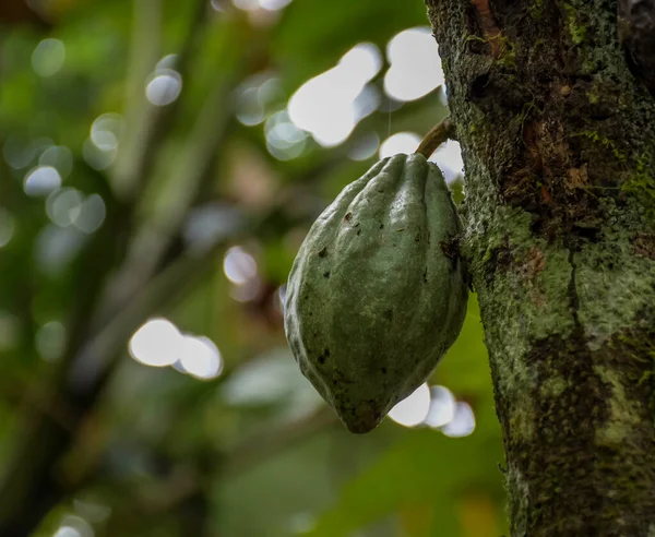 Kerala Hindistan 'daki kakao bitkisinden ya da çikolata bitkisinden sarkan kakao meyvesi
