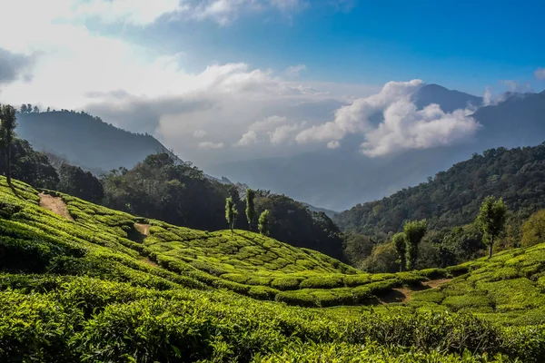 Πλούσιο Τοπίο Φυτεία Πράσινο Τσάι Στην Munnar Kerala Της Ινδίας — Φωτογραφία Αρχείου