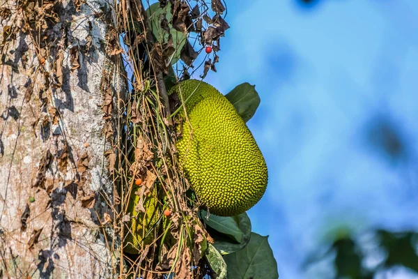 Jaca Orgânica Jaca Fruto Pendurado Árvore Kerala — Fotografia de Stock