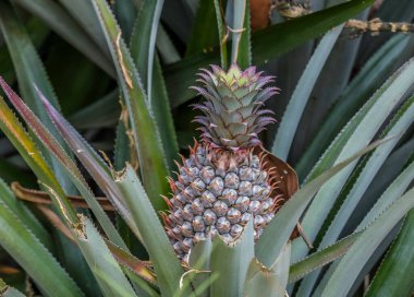 Organic Pineapple plantation in Kerala India