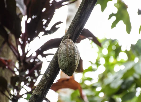 인도의 케랄라에 카카오 나무나 초콜릿 나무에 매달려 코코아 — 스톡 사진