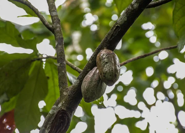 Frutas Cacau Penduradas Plantas Cacau Chocolate Kerala Índia — Fotografia de Stock