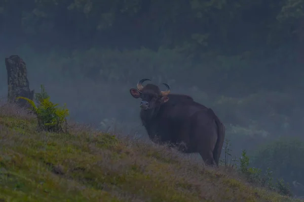 Indian Bison Indian Gaur Forest Kerala India — Stock Photo, Image