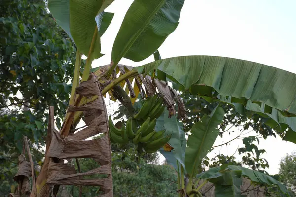 Organic Fresh Banana Fruit Bunch Hanging Banana Tree Pantation — 스톡 사진