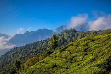 Munnar Kerala Hindistan 'da yemyeşil çay tarlası.