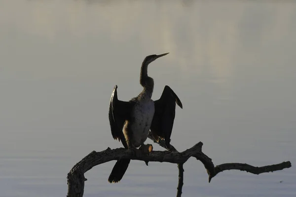 Darter Africano Cobra Pássaro Empoleirado Uma Reserva Gauteng África Sul — Fotografia de Stock