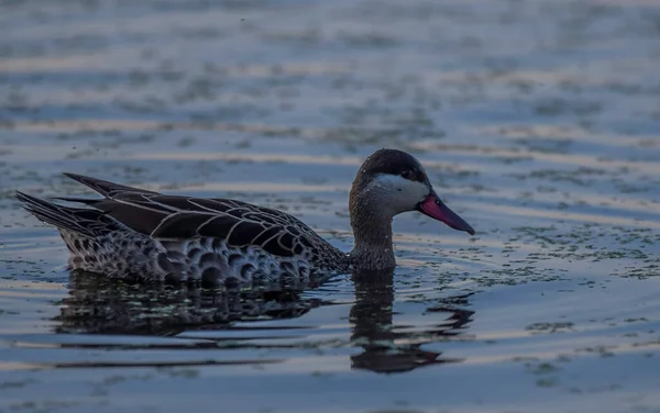 Red billed duck or Red billed teal swimming in Marievale bird sanctuary nigel