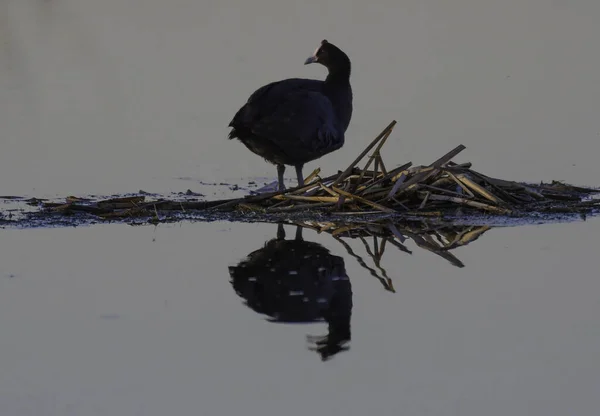 Red Knobbed Coot Pták Akci Během Západu Slunce Marievale Jižní — Stock fotografie