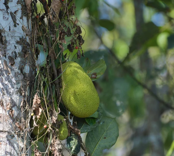 Bio Jackfrucht Oder Jack Frucht Hängen Baum Kerala — Stockfoto