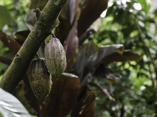 Cocoa fruit hanging from cacao plant or chocolate plant in Kerala India