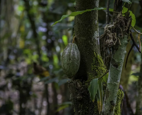 Kakaofrukt Hängande Från Kakaoväxter Eller Chokladväxter Kerala Indien — Stockfoto